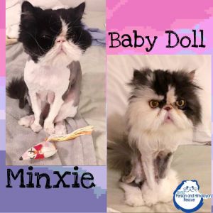 . Minxie and Baby Doll .