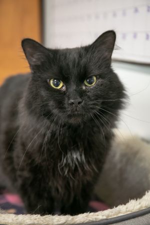 . Simon-At the Adoption Center .
