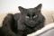 . Simon-At the Adoption Center .