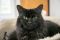 . Simon-At the Adoption Center .