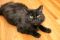 . Simon-At the Adoption Center .