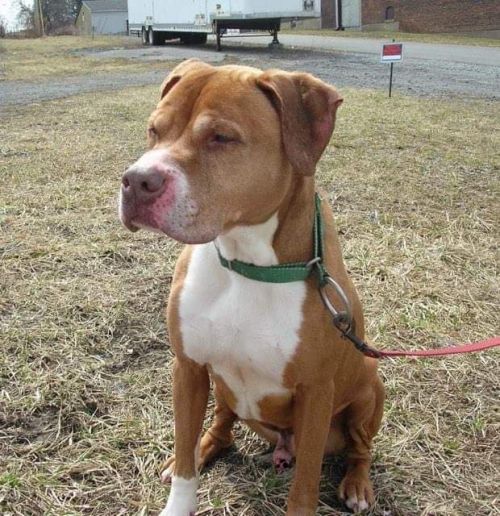 Photo of Otis