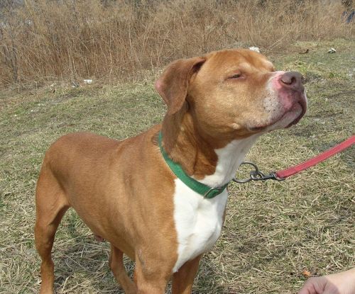 Photo of Otis