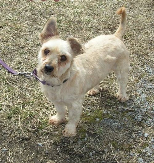 Photo of Scrappy