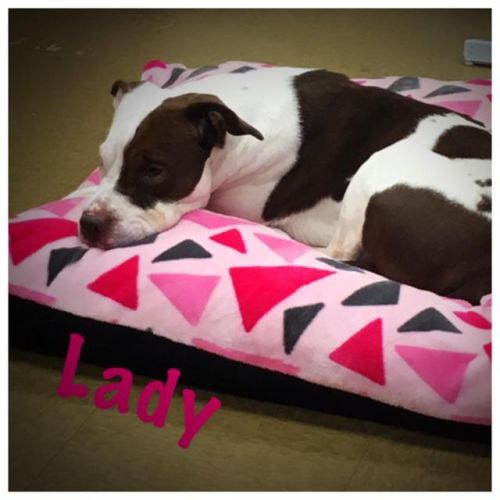 . Lady .