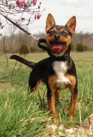 . DORA THE EXPLORER (playful, curious) .