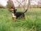 . DORA THE EXPLORER (playful, curious) .