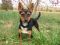 . DORA THE EXPLORER (playful, curious) .