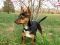 . DORA THE EXPLORER (playful, curious) .