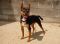 . DORA THE EXPLORER (playful, curious) .