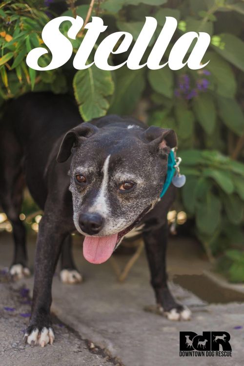 . Stella .