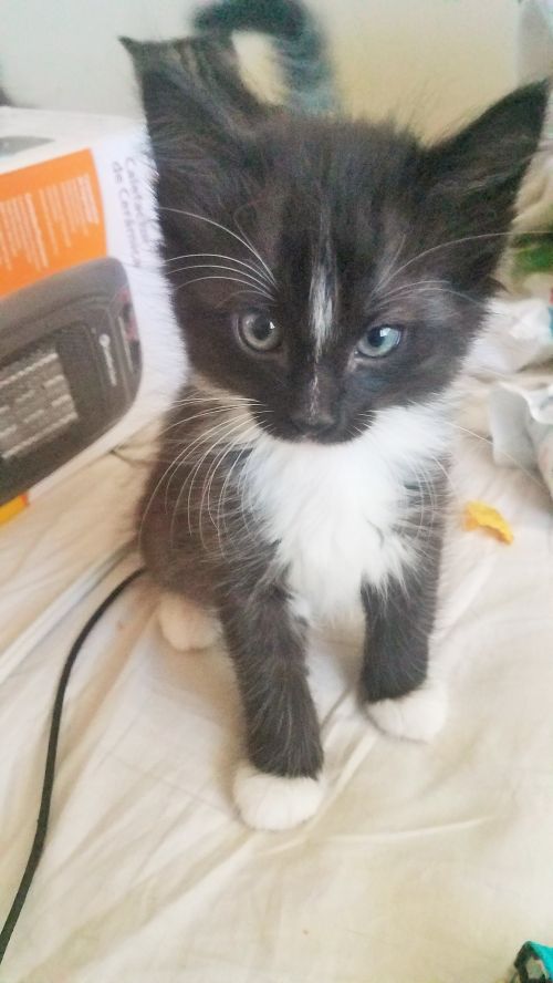 . Mew .