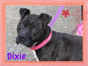 Photo of Dixie