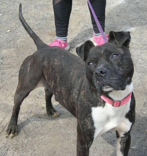 Photo of Dixie