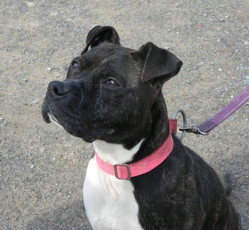 Photo of Dixie