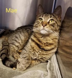 . Mae .