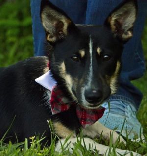 . Scout .