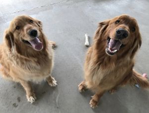 . Max & Cody .