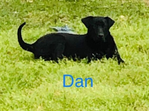 . Dan .