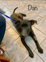 . Dan .