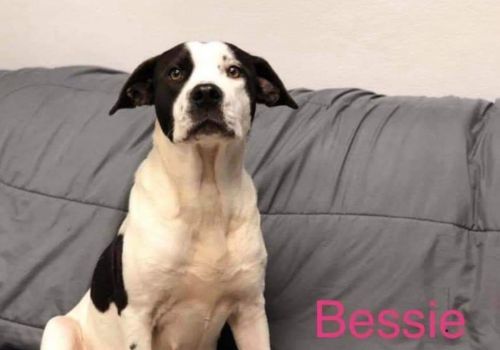 . Bessie .