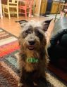 . Ollie .