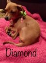. Diamond .