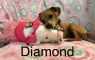 . Diamond .