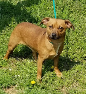 Buddy, Chihuahua - 44457526