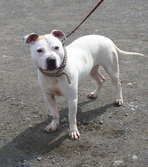 Photo of Ziggy