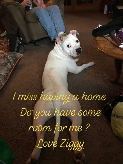 Photo of Ziggy