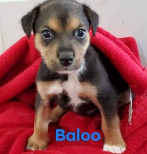 . BALOO .