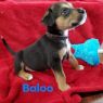 . BALOO .