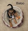 . BALOO .