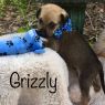 . Grizzly .