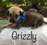 . Grizzly .