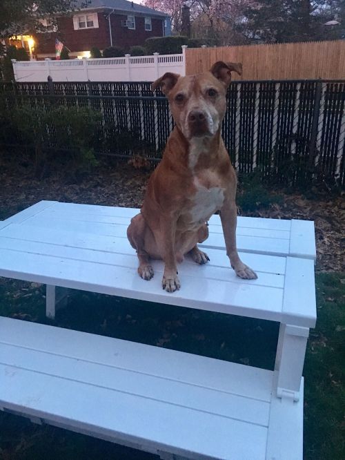 Photo of Ralph