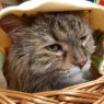 . Miss Meeko .