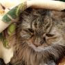 . Miss Meeko .