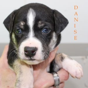 . Danise .