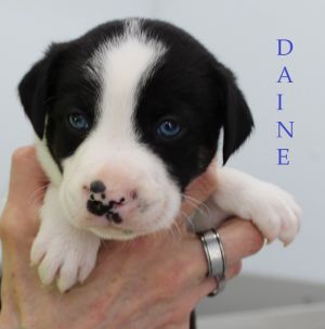 . Daine .