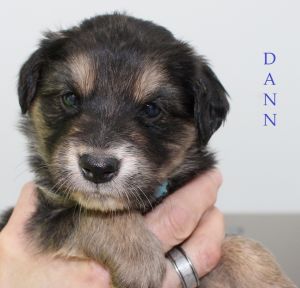 . Dann .