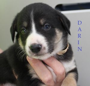 . Darin .