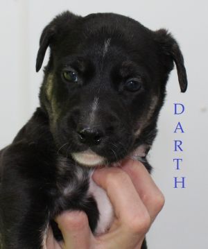 . Darth .