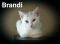 . Brandi .