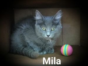 . Mila .