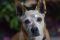 . Lady Royale-Forever Foster! .
