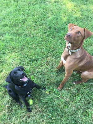 . Sadi & Murphy .
