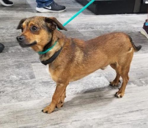 Junior, Chihuahua - 44487592