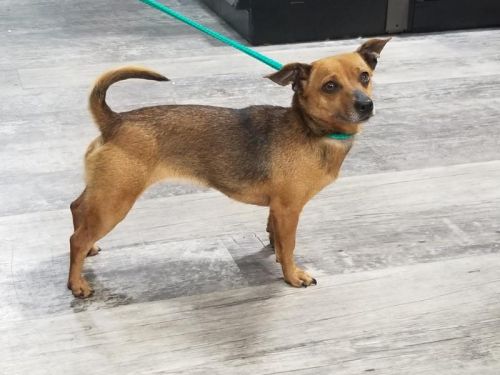 Star, Chihuahua - 44487598